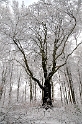 0001 Baum Winter D35_3911 als Smart-Objekt-1 Kopie
